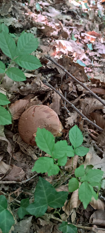 WhatsApp Image 2023-08-08 at 17.01.37 (1)