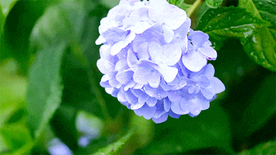 125.gif