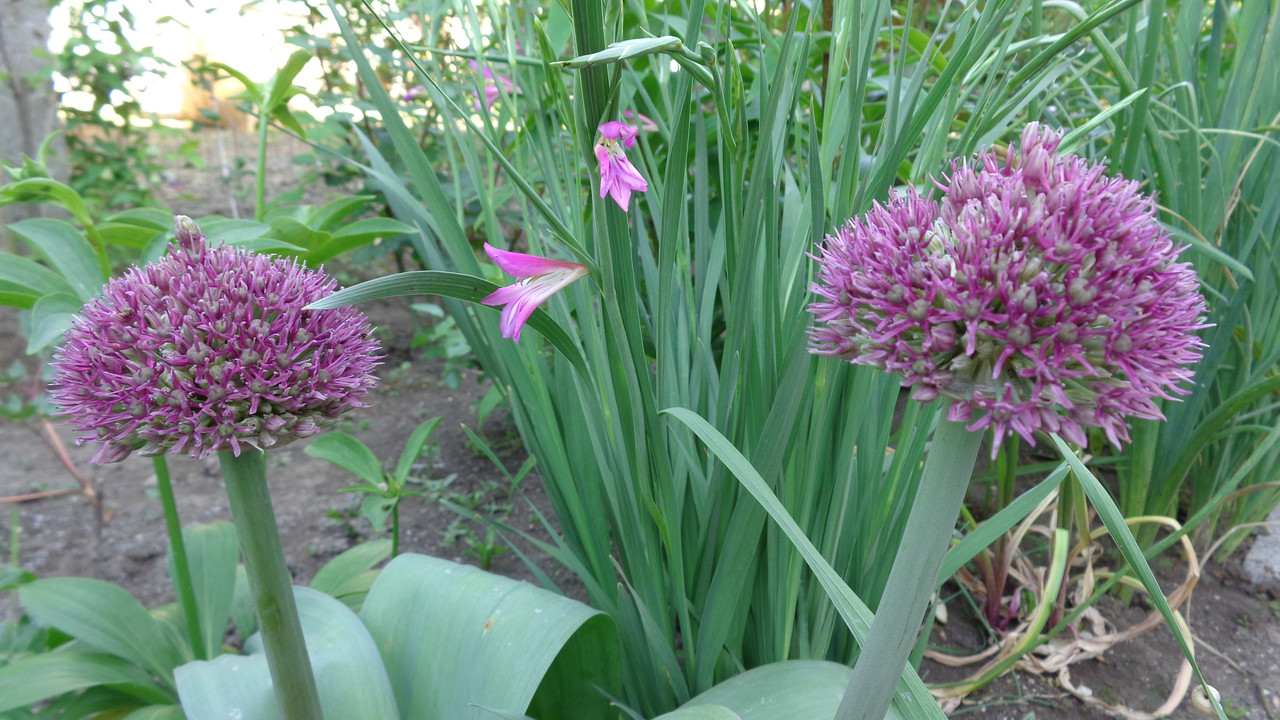 Декоративен лук - Алиум / Allium sp. - Page 26 - Форум HobbyKafe.com