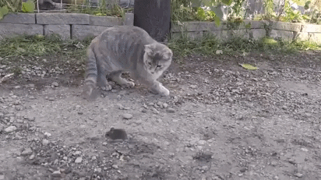 https://i.postimg.cc/43Fd8TTN/2.gif