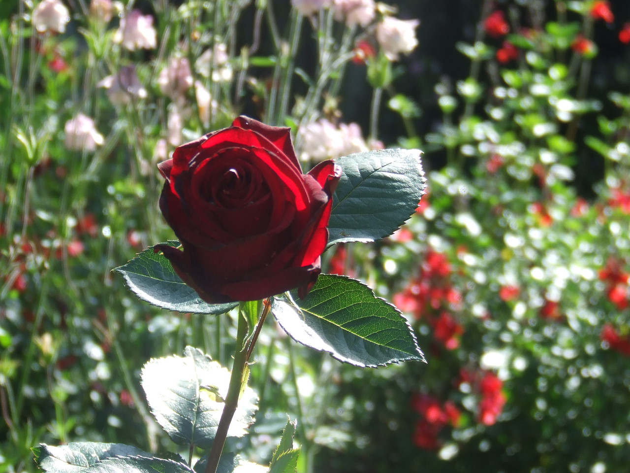 DSCF0498.jpg