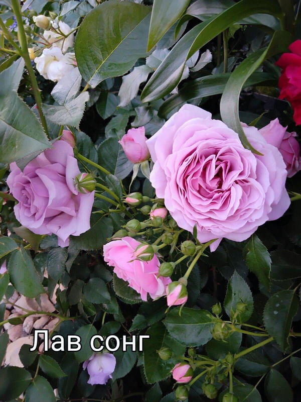 IMG_20250304_110435