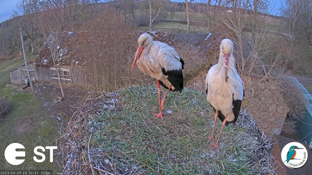 Baltie stārķi (Ciconia ciconia) Tukuma novadā - LDF tiešraide __ White storks in Tukums, Latvia 13-5