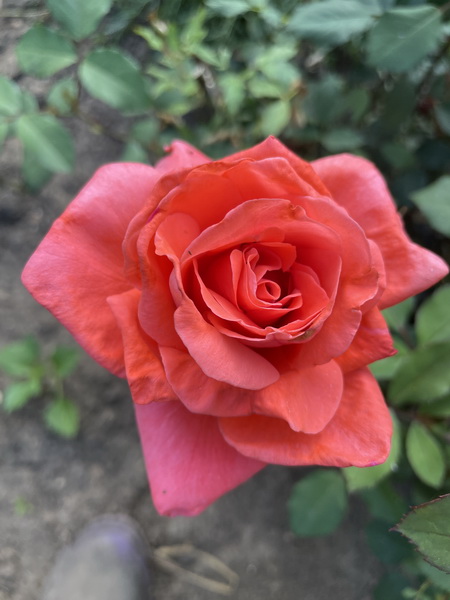 https://i.postimg.cc/43JfKCzb/IMG-4947.jpg