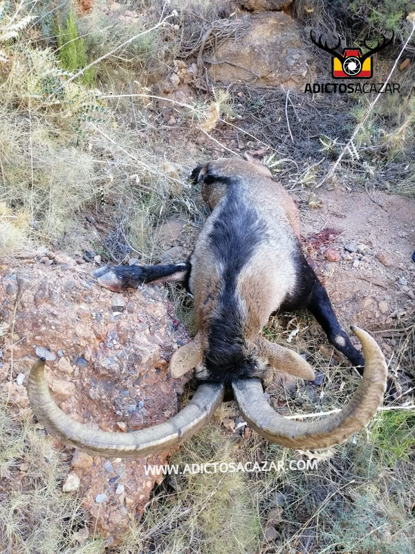 1f98db2c-f8bc-4513-b229-61d6bf59a89e (1)