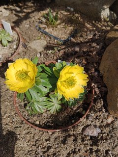 IMG_20240330_130326