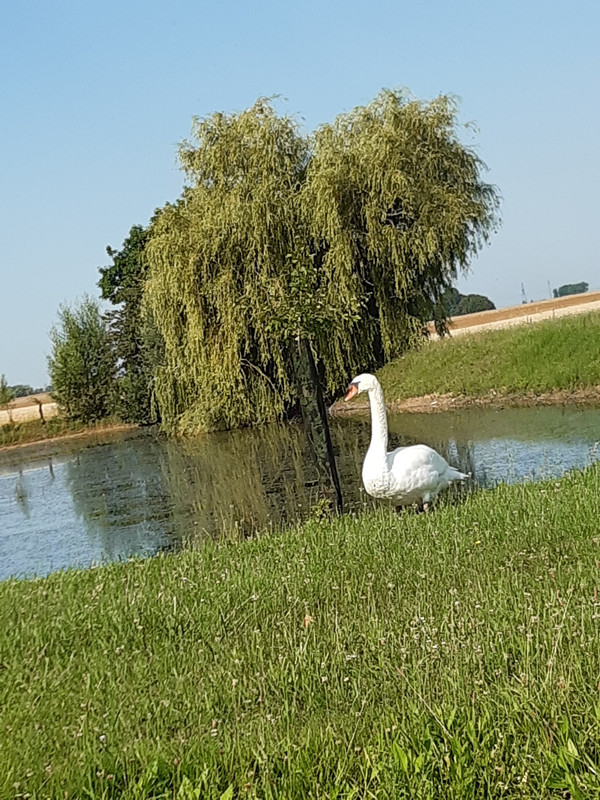 [Image: 20200625-093037.jpg]