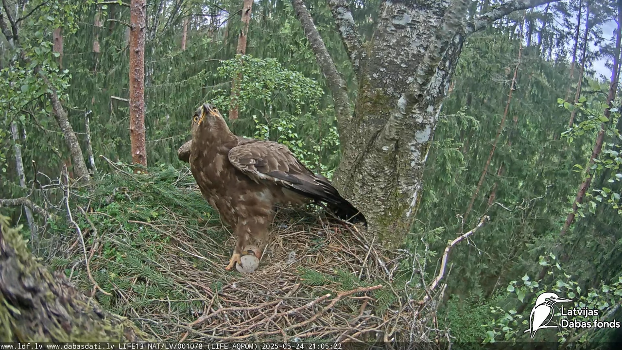 Mazais ērglis (Clanga pomarina), ligzda bērzā 15-27-52 screenshot