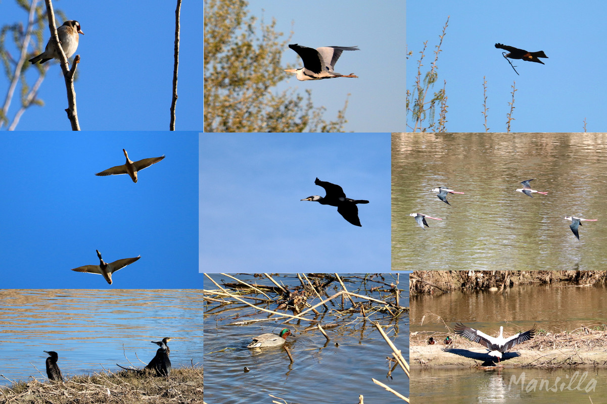 Titulcia-Mosaico-Aves