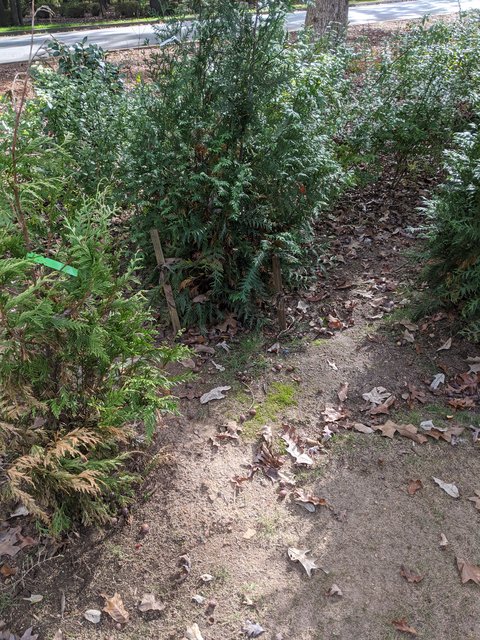 thuja smaragd richtig pflegen Lebensbaum Thuja occidentalis Smaragd 200-220 cm Höhe Ballenware
