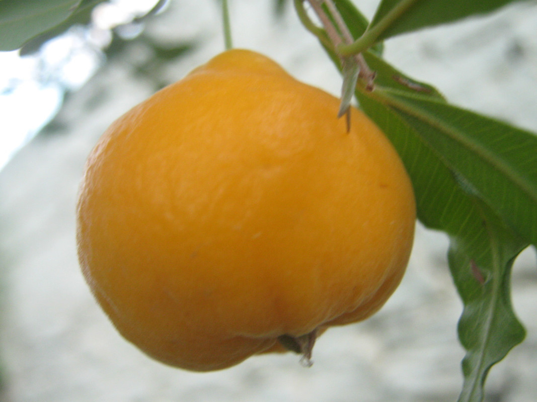 uvaia_primera_-20141227T203843