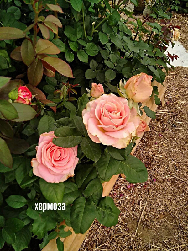 IMG_20250304_110421