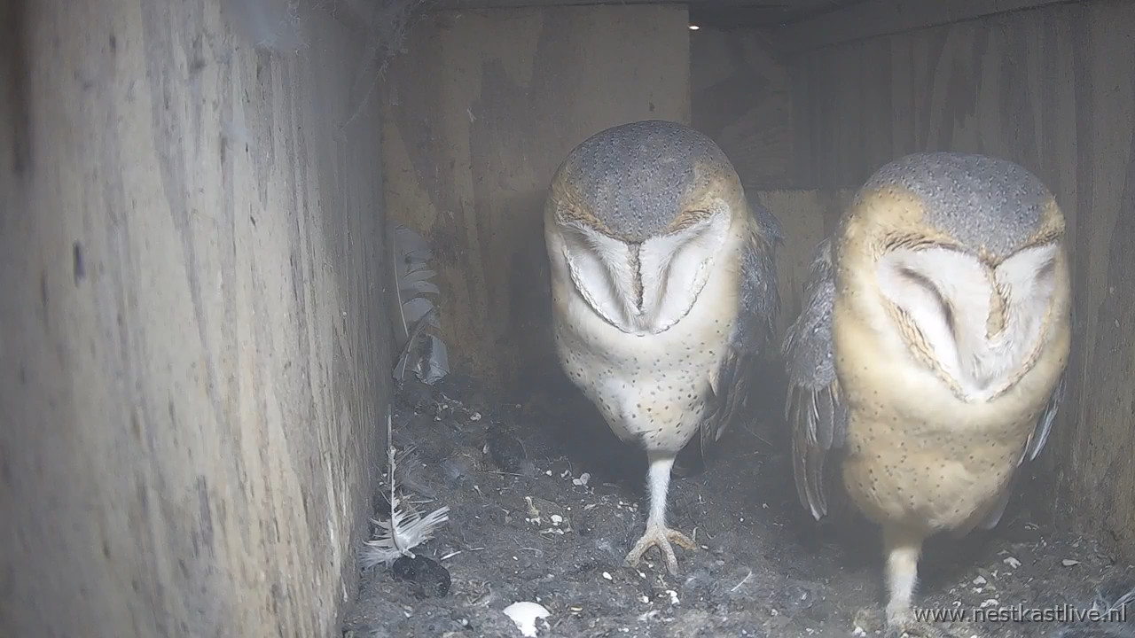 KU NKL naast elkaar V R rossige buik