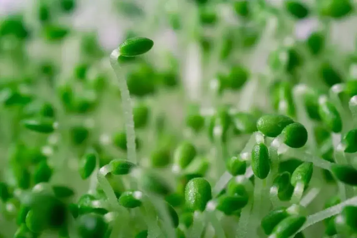 Chia Microgreens