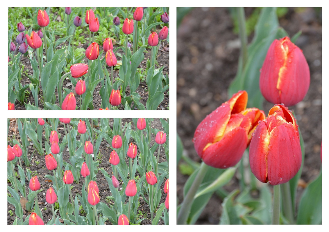 Новый коллаж.jpg 35