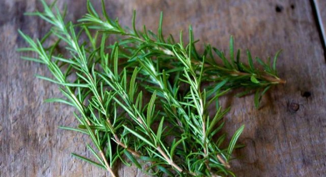 rosemary-735x459.jpg