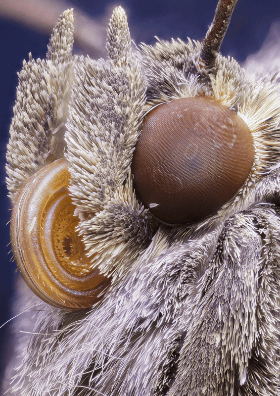 moth