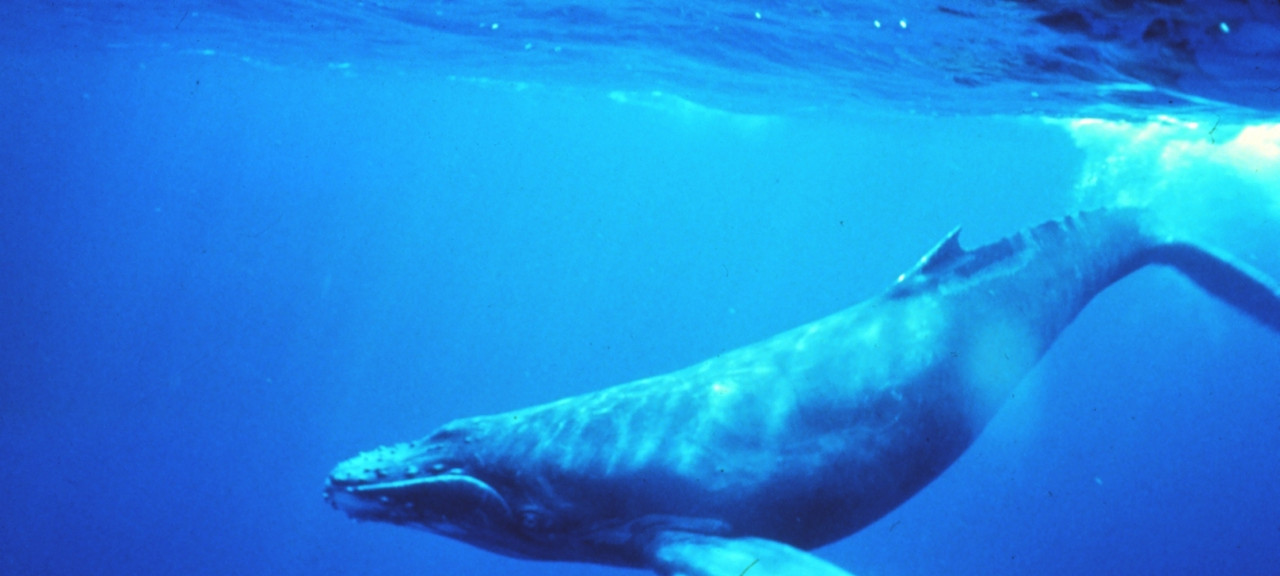 Humpback_whales_in_singing_position