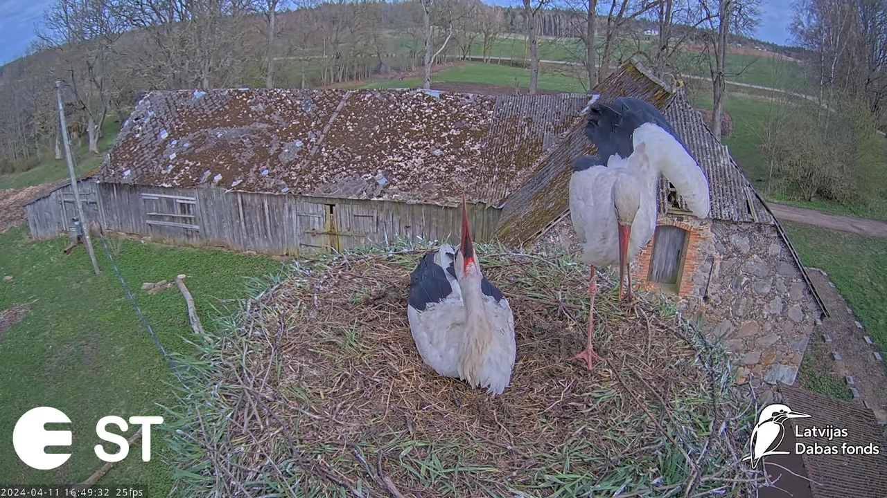 Baltie stārķi (Ciconia ciconia) Tukuma novadā - LDF tiešraide __ White storks in Tukums, Latvia 12-5