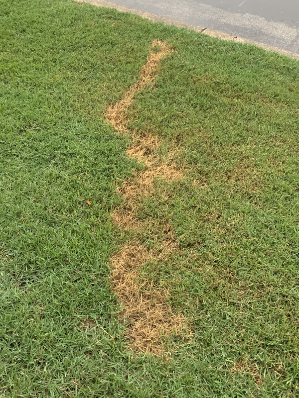 Accidental Weed Killer Drip on Zoysia | Lawn Care Forum