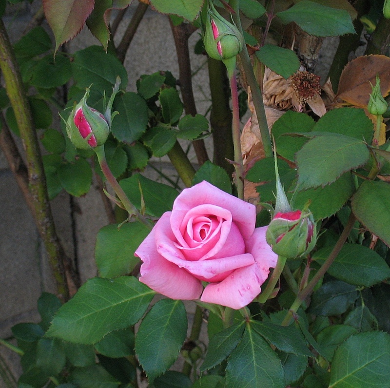 rose1-small.jpg