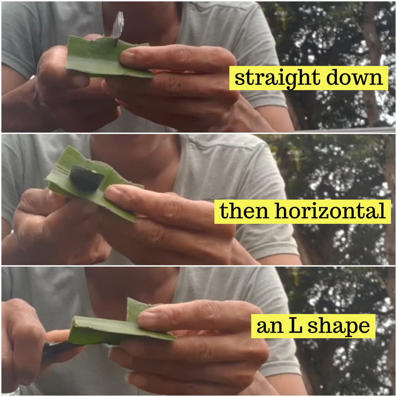 cutting-scion-for-grafting-dragon-fruit.jpg