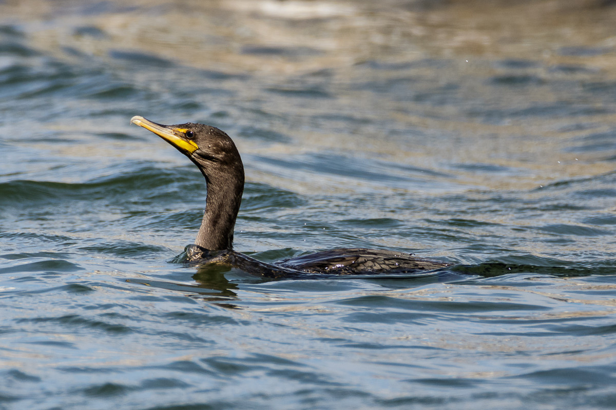 Double-crested Cormorant-67