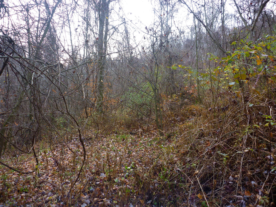 2013-11-09 3 Ruffed Grouse