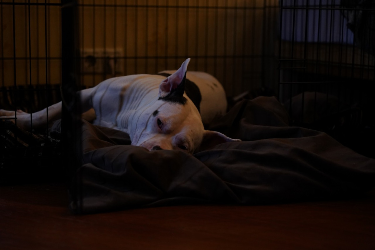 80CDA662-BF8E-4A7A-9EB0-7EA1B02856C6