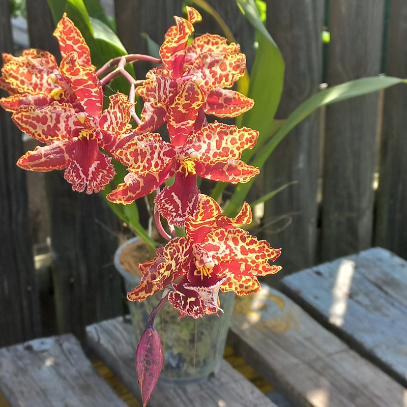 gl KAgnf NScb Gds88n L6s Kbuzg8g LEVY c Wi Mjrv4MA Tx An Bp BPB3T8FWX62XCAZe Fntnl Yoq Rqqhtb Sz DWt