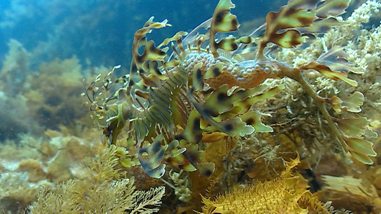 The Blue Planet S01E05 Seasonal Seas (1080p x265 10bit Tigole).m