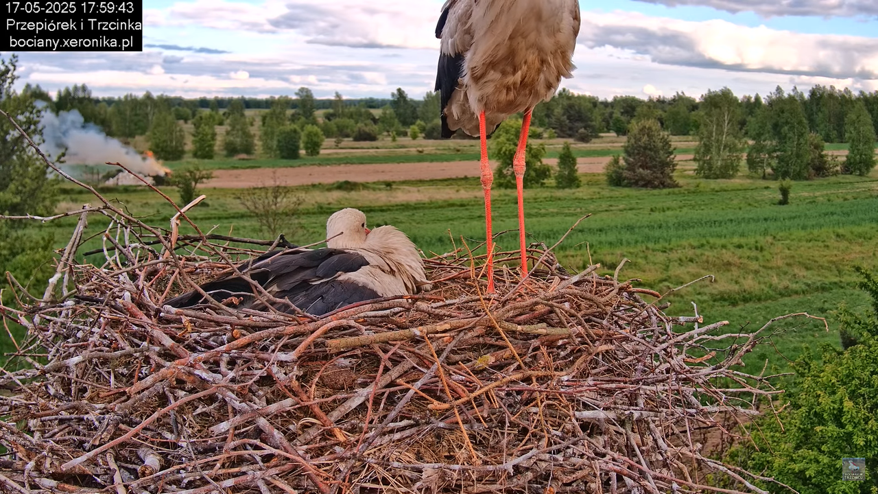 17052025bociany37