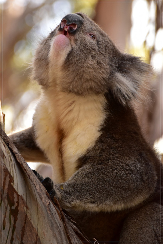 Australia (I): toma de contacto - Blogs de Australia - Kangaroo Island (62)