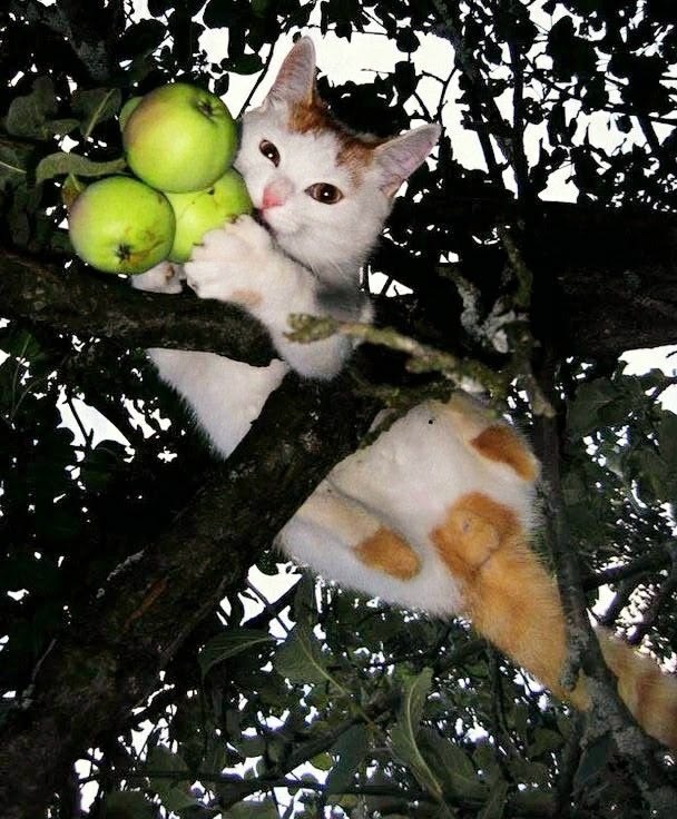 image.jpg
