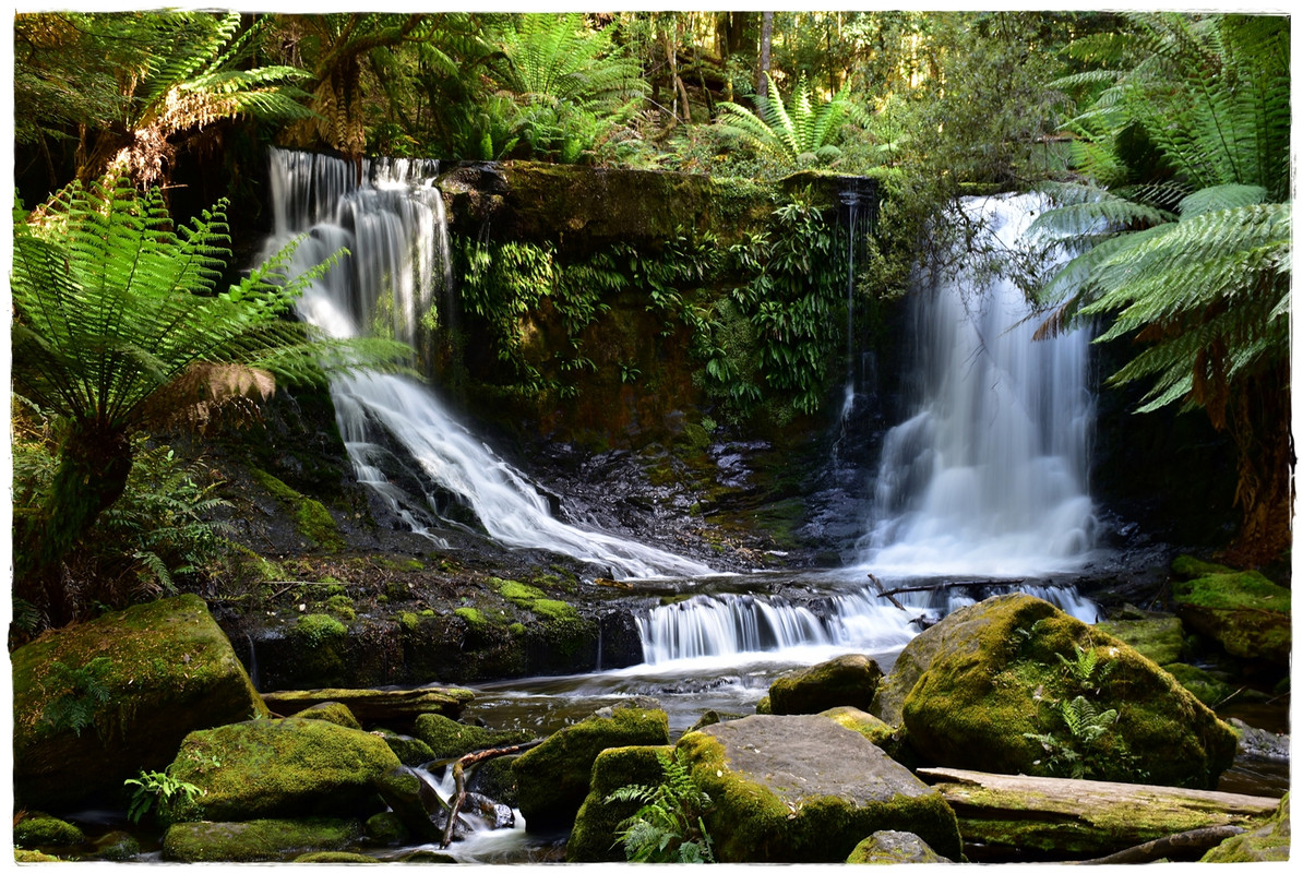 Mount Field National Park - Australia (II): Recorriendo Tasmania (7)