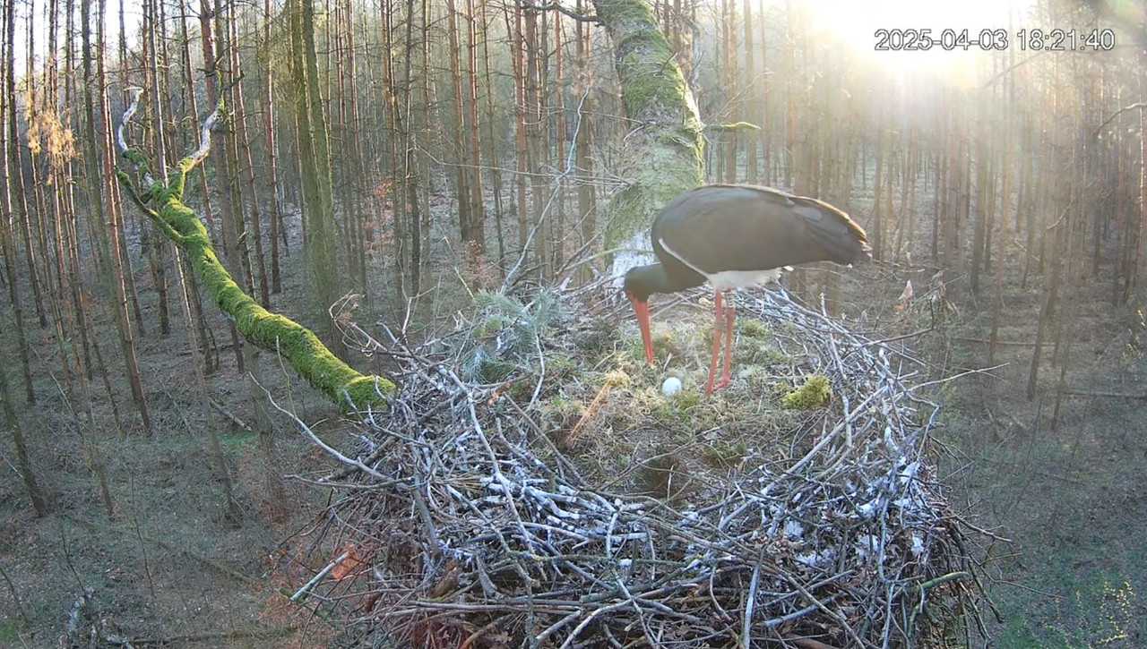 18 21 piękne jajeczko