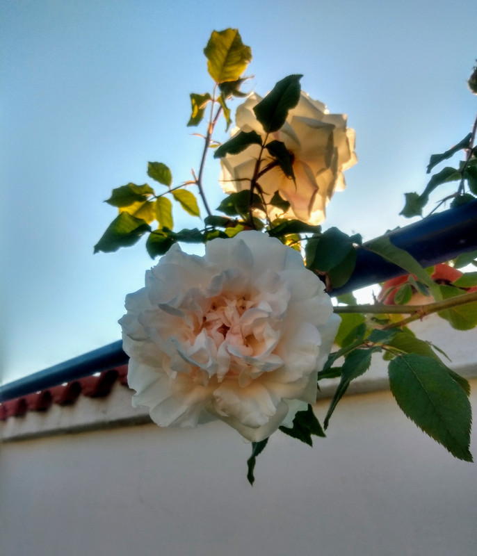 IMG_20190503_074259053_HDR~2