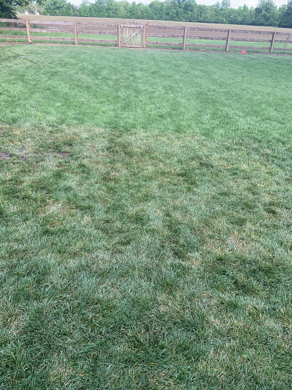 Blades turning brown in KBG/fescue Lawn Care Forum