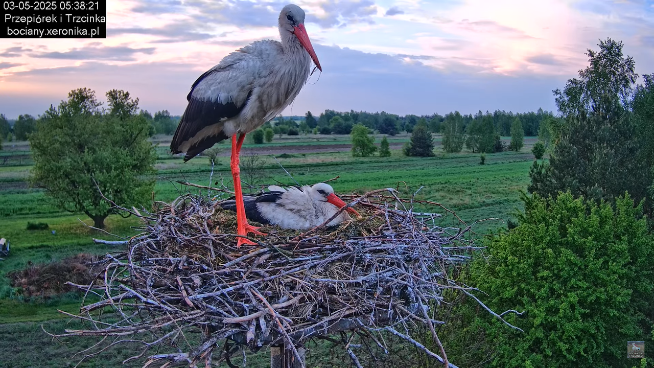 03052025bociany4