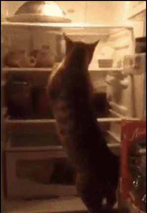 Funny-Cat-GIF-CATastrophe-in-the-fridge-Hungry-clumsy-Cat-tries-to-climb-but-fails-ok-cats.gif