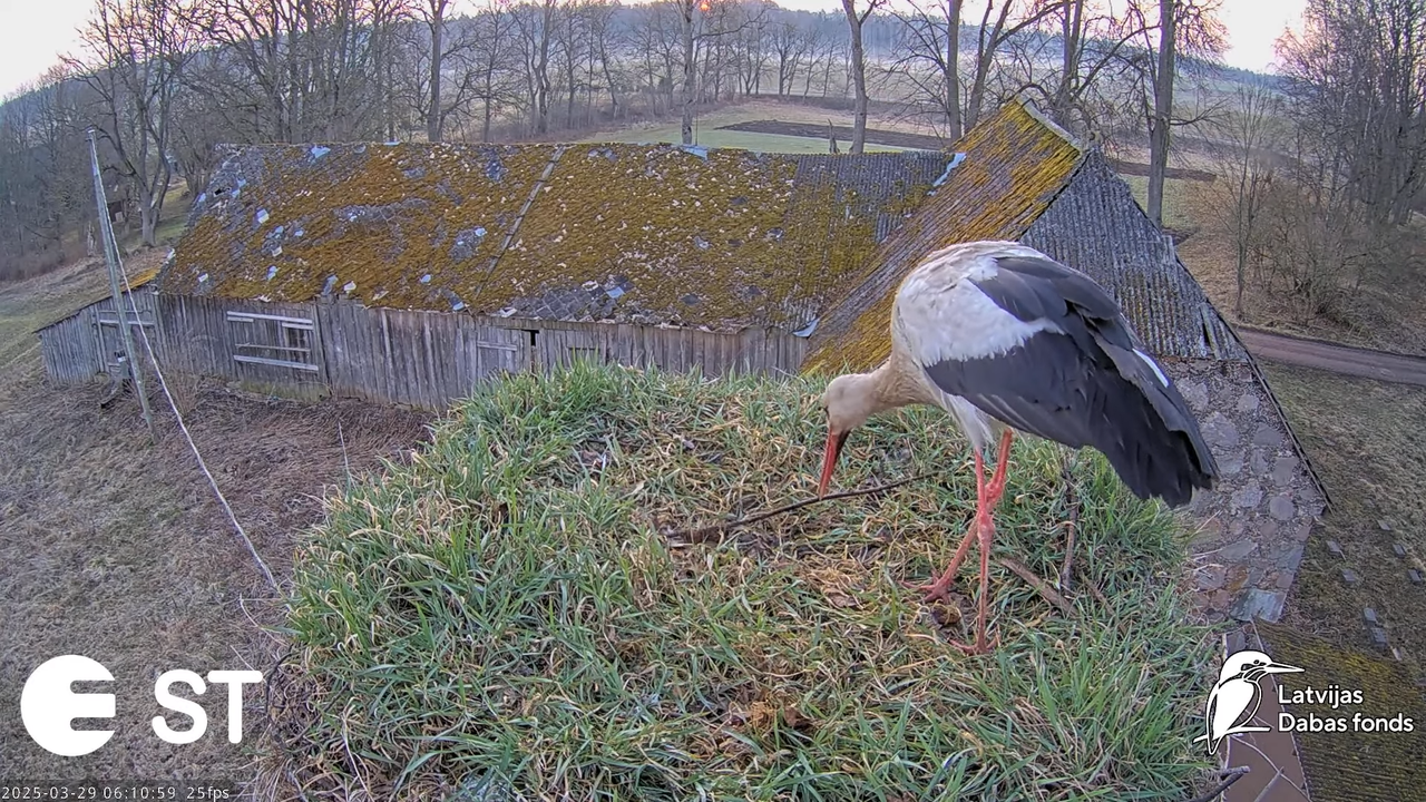 (19) Baltie stārķi (Ciconia ciconia) Tukuma novadā __ White storks in Tukums, Latvia - YouTube - 591