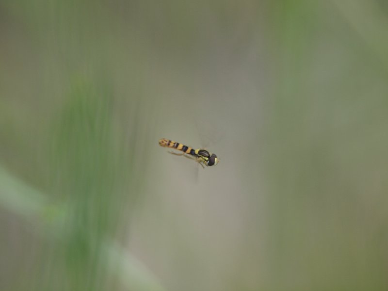 Animales - Naturaleza - Página 3 A3102652