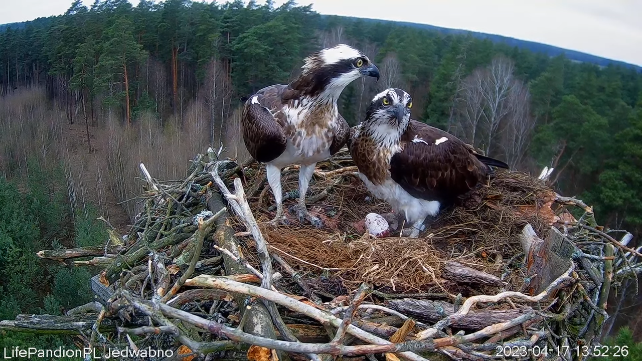 Rybołowy Online Puszcza Napiwodzko-Ramucka _ Ospreys Online in Napiwodzko-Ramucka Forest 12-33-48 sc