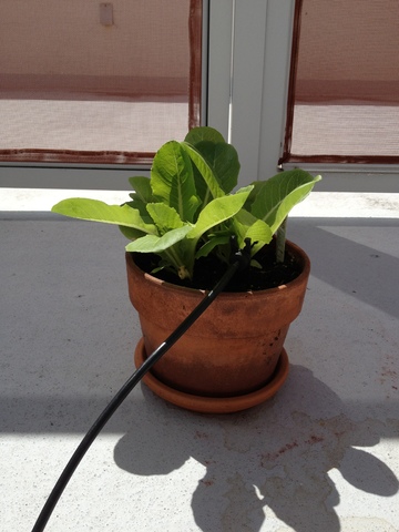 Our Garden 015