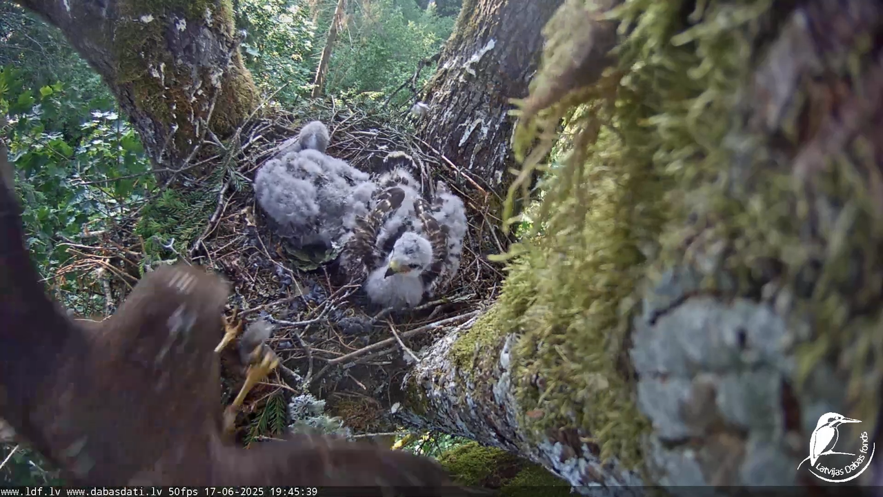 Melnās klijas (Milvus migrans) Kurzemē_ peļu klijāni (Buteo buteo) 13-18-9 screenshot