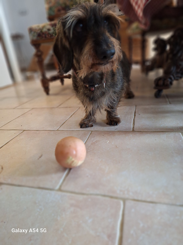 [Image: 20240627-182100.jpg]