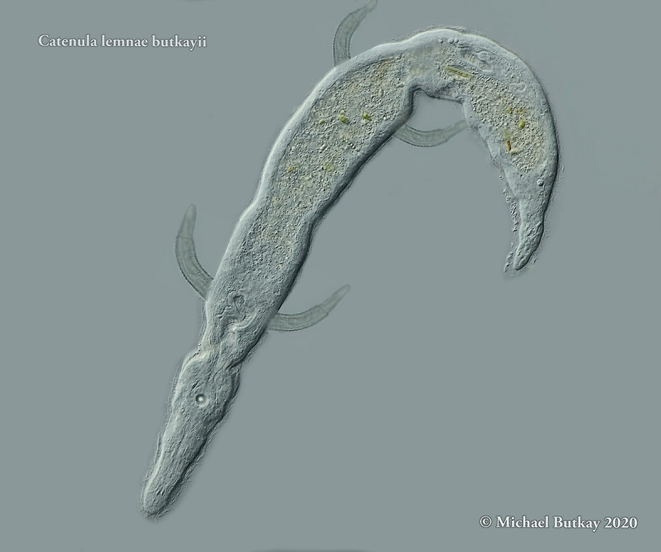 catenula leptocephala_i4a2267_11-04-2020d_hf