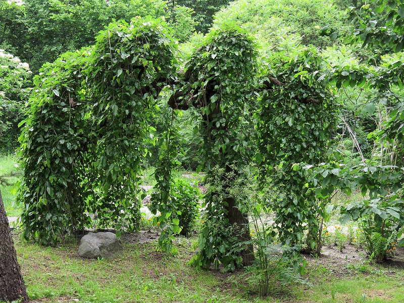 MORERA LLORONA - PENDULA - MORA - FRUTA - ÁRBOL Semillas 4