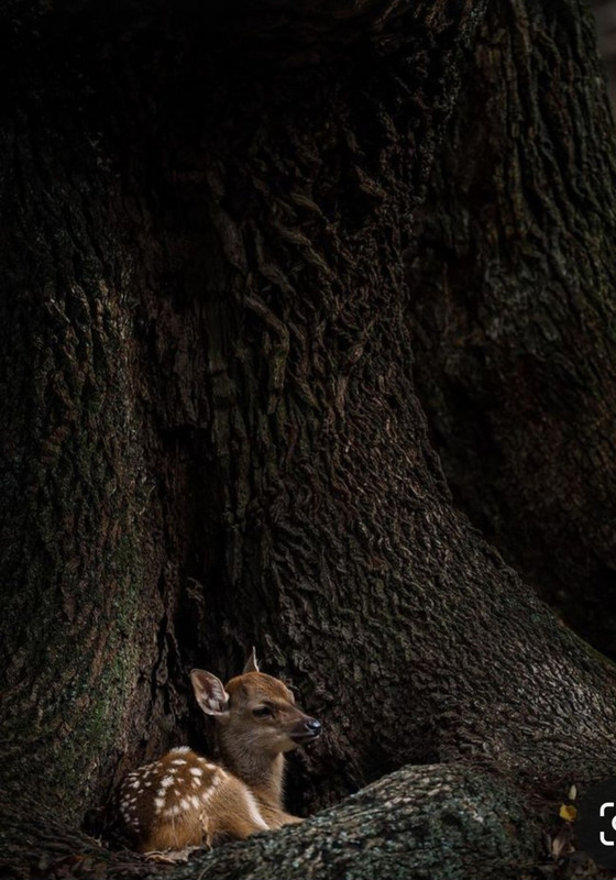 Screenshot_20231112_233300_Pinterest