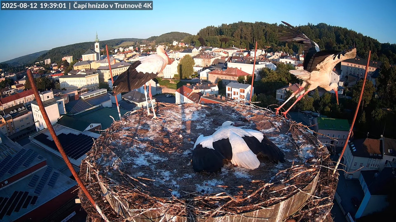 Tiešraide no stārķa ligzdas uz alus darītavas skursteņa Trutnovā 12-29-41 screenshot (1)